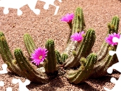 Desert, flower, Cactus