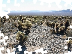 VEGETATION, Desert