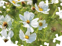 Cosmos, White, Flowers, developed