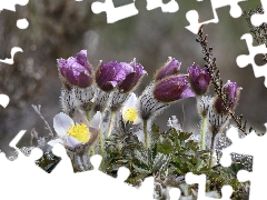 Flowers, pasque, Buds, developed