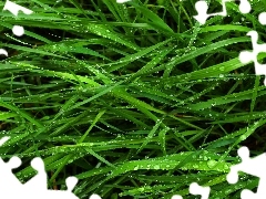 green ones, grass, dew, blades