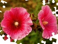 Pink, drops, dew, Hollyhocks