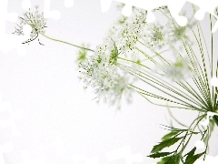 flower, dill