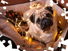 pug, Lights, dispatch, Christmas