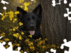 trees, Flowers, Black German Shepherd Dog, muzzle, dog