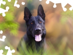 background, graphics, Black German Shepherd Dog, fuzzy, dog