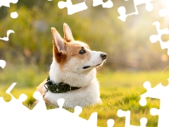 dog-collar, Bokeh, Welsch corgi pembroke, grass, dog