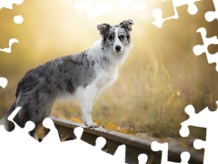 ##, Border Collie, dog