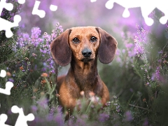 Brown, dachshund, heathers, dog