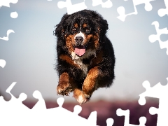 running, Bernese Mountain Dog, jump, dog