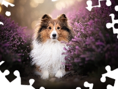 heathers, shetland Sheepdog, dog