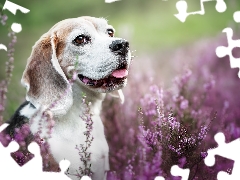 heathers, Beagle, Smile, dog