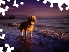 sea, dog