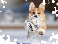 Hat, dog, Welsh corgi pembroke