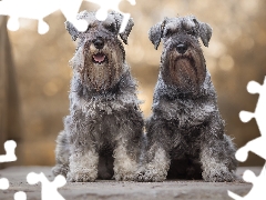 Schnauzers, Two cars, Dogs