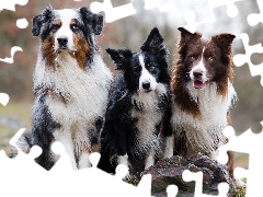 Border Collie, Stones, Dogs, Australian Shepherd, Three