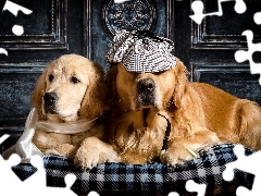 Golden Retriever, Two cars, shawl, Pillow, Hat, Dogs