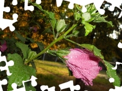 Pink, Hollyhocks, donuts, Colourfull Flowers