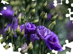 donuts, Eustoma, Flowers