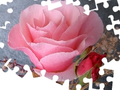 doughnut, Pink, rose