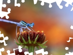 Colourfull Flowers, Blue, dragon-fly