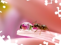 drop, Close, flower, ant, petal