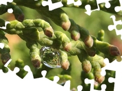 drop, rain, twig, conifer, Green