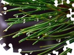 droplets, needles, spruce