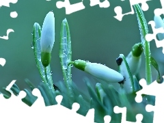 drops, snowdrops, Buds