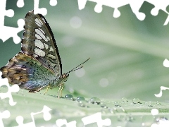 butterfly, drops