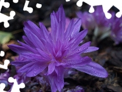 colchicum, drops