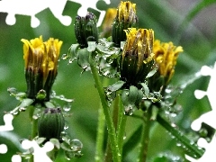 rain, Common Dandelion, drops