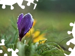 crocus, Colourfull Flowers, drops, Violet