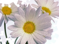 Daisy, drops