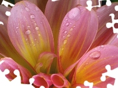 Colourfull Flowers, rapprochement, drops, flakes