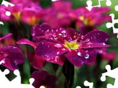 drops, Pink, Flowers