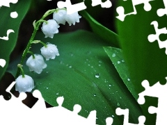 water, lily of the Valley, flowers, drops, White