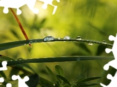 grass, drops