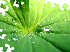 drops, 3D, leaf