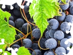 Mature, Leaf, drops, Grapes