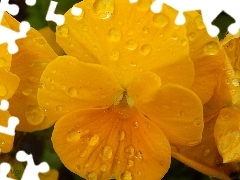 drops, Yellow, pansy