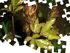 Peonies, Flowers, drops, Leaf