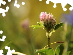 Pink, Colourfull Flowers, drops, trefoil