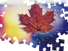 drops, rain, leaf, maple, Autumn