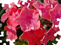 drops, rain, Pink, phlox, Flowers