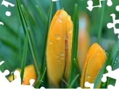 drops, Rosy, crocuses, Spring, Yellow