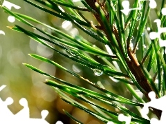 spruce, drops