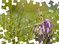 drops, water, crocus, grass, fading