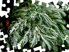 drops, water, viewes, Conifers, trees