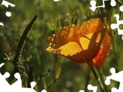 red weed, Colourfull Flowers, drops, Orange